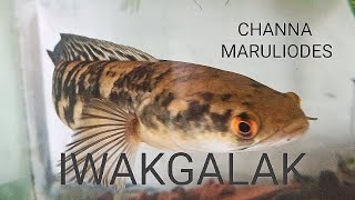 kasih ikan chana galak makan pake cacing tanah untuk mengobati luka?