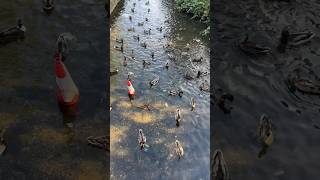 New Carnival 😬 of Ducks and Pigeons in London’s Every Lake 🤣 #carnival #duck #pigeon #london