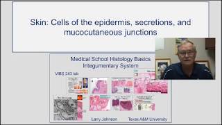 Skin Cells of Epidermis, Secretions, and Mucocutaneous Junctions