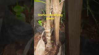 Champa grafted identification #grafting #graftingplants