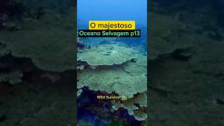 O Majestoso Oceano Selvagem p13 #vidaselvagem