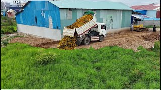 New Project 5T Dump Truck Loading Soil FillingLand Into Huge Field, Bulldozer D20A Komat'su Pushing