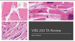 Histology Basics TA Review: Muscle