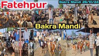 Fatehpur Bakra Mandi Live Update 26/10/24 |राजस्थान की बेहतरीन बकरियां फतेहपुर बकरा मंडी में आयी