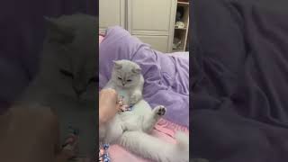 All the candy for me cute cat #shorts #cat #trending #viral