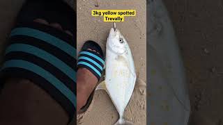 3kg yellow spotted trevally #littma #shimano #fishing #fishingvideo #luresfishing #reels #lures