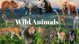 Wild Animals | Jangli Janwar | जंगली जानवर | Wild Animals' Videos