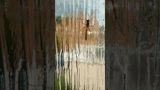 A weird red bug that got trapped in my bathroom. Netelia wasp. Stinging parasitic insect.