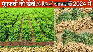 मूंगफली की खेती 2024 में | Mungfali ki kheti A to Z Jankari | Peanut farming Advance Agriculture