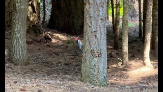 Red Breasted Sapsucker