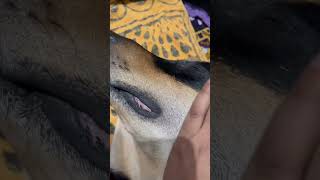 Jagah chorne ke baad itna masoom chera. #doberman #viral #shortsvideo #yt #trending #ytshorts