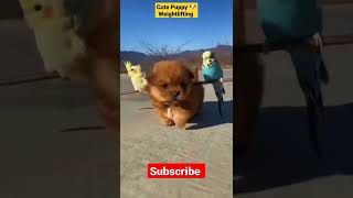 Cute Puppy 🐶 Weightlifting #shorts #puppy #dog #virqlvideo #weightlifting #animals #youtubeshorts