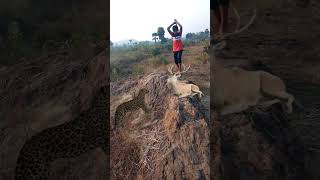 leaped attack deer 🦌 catching 😱 my village jungle VFX funny 😱🦘 jungle #wildlife #animals #shorts#🐅🦌🦘