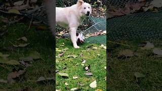 Great Pyrenees plays soccer# soccer #animalshorts #puppy #greatpyrenees #funnyshorts #doglovers