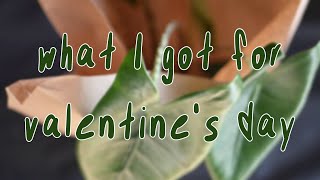 WHAT I GOT FOR VALENTINE'S DAY  | plant parent edition