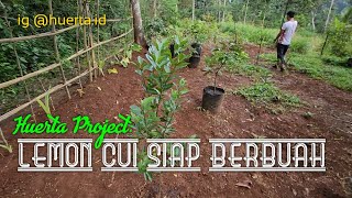 Huerta Project : Lemon Cui di Kebun Jeruk Mini Sudah Siap Berbuah Lebat #huertaindonesia