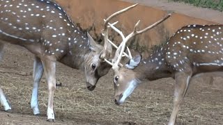 Spotted Deer fight