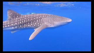 WHALE SHARK ON MAUI HAWAII