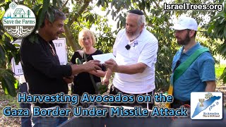 Harvesting Avocados on the Gaza Border Under Missile Attack