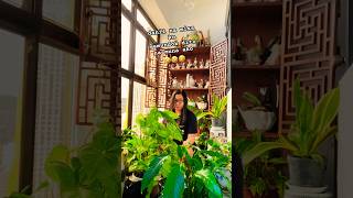 para paraan lng #minigarden  #indoorplants  #shortsvideo