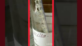 #Verticillaster#Specimen#Practical#Science(Bio).