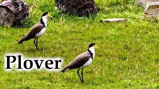 Spur-Winged Plover / Masked Lapwing with Bird-Call #4k #birds #birdcall #newzealand #nativebirds