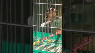 goldfinch is dying inside the cage 😢😢😢😢 طائر الحسون مريض