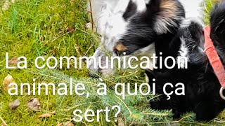 La communication animale : à quoi ça sert????