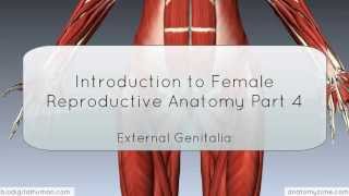 Introduction to Female Reproductive Anatomy Part 4 - External Genitalia - 3D Anatomy Tutorial