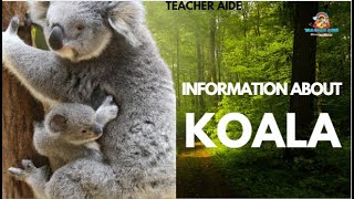 Information about | Koala | Teacher Aide | Australia | English| Endangered