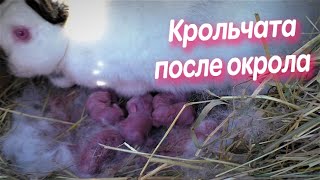 ОКРОЛЫ КРОЛИКОВ ОСМОТР КРОЛЬЧАТА ПОСЛЕ ОКРОЛА Кролики содержание и разведение