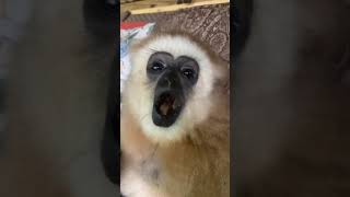 Cute Monkey, VIRAL