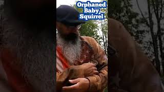 Orphaned Baby Squirrel