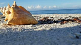 Beautiful sunrise view of Gulf of Mexico in Southwest Florida #floridabeaches #beachsounds #nature