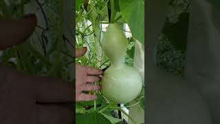 Pruning Gourd Plants