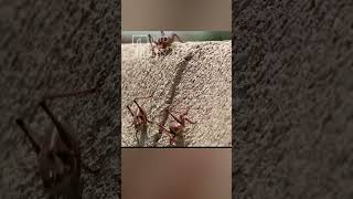 Crickets in Nevada this is Insane !!