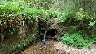 #2 Waldbahn Weinsberger Forst (Berglucken - Stifter Teich - Saggraben - Dürnberg - Bärnkopf (NÖ))