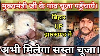 अभी मिलेगा सस्ता चूजा। सोनाली, ffg, कड़कनाथ चूजा। Low Price Poultry Chiks.Desi murgi Palan.