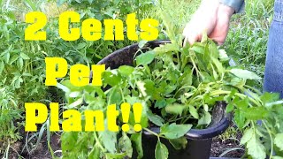 What Garden INFLATION! Planting Indeterminate Tomatoes Roma Homesteading and Gardening 101