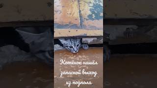 Котёнок нашёл запасной выход из подпола