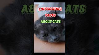 5 Interesting Facts About Cats