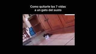 🤣COMO QUITARLE LAS 7 VIDAS A UN GATO DEL SUSTO 🤣