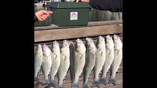 Deadsticking Outfishes Live Bait!  Lake Texoma Striper Deadsticking Trip