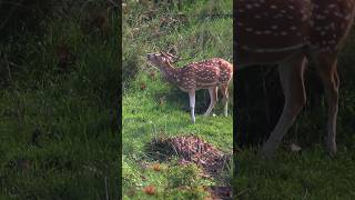 Alpha Male deer in rut season Flehmen response on female scent