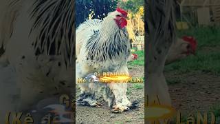 KÊ ĐẾ (gà kỳ lân) giống gà lớn nhất thế giới #agriculture #satisfying #chicken