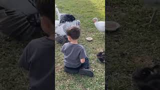 Just a boy and his #turkeys, #guineas, #ducks, #chickens, #peacocks. Normal day on the farm.