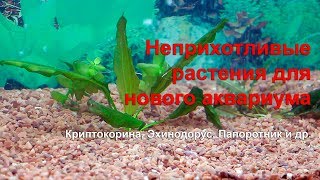 Самые неприхотливые растения для старта аквариума