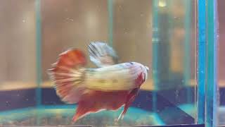 Betta HMPK nemo copper cod 323