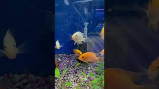 Mixed Cichlids