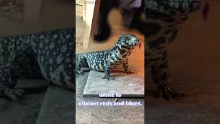 Tegu Lizards: Lords of Adaptation! 🦎🦎